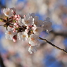 母校（大学）の桜-02