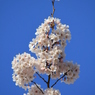 母校（大学）の桜-01