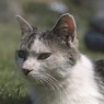 うちにくるノラネコ