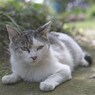 うちにくるノラネコ
