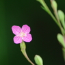 IMGP3550
