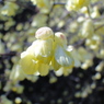 小さなお花のラブストーリー