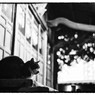 Le chat errant 02