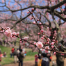 平岡公園の梅④