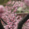 平岡公園の梅⑥