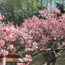平岡公園の梅⑧