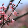 平岡公園の梅⑨