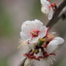 平岡公園の梅⑩
