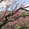 平岡公園の梅⑪