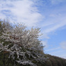 平岡公園の桜