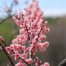 平岡公園の梅⑬