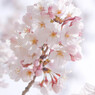 ほんのり桜色