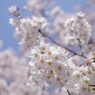 空に向かう桜たち
