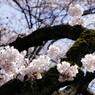 木の幹から桜の花束