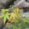彩り