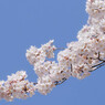 桜／ブルー