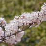 桜グリーンバック