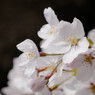 桜近撮06