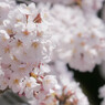 桜近撮07