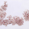 桜色フィルター
