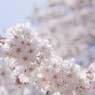 桜、日差しを浴びて