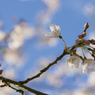 桜の花