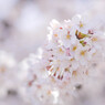 桜の花トンネルをくぐり抜けて
