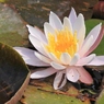 彩り