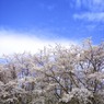 春…桜