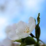 春…桜