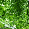 枝葉の幾何学