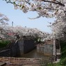 新屋の桜２