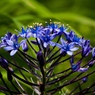 紫色　春花１０