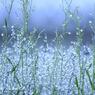misty  rain