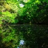 新緑の水辺