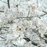 PanCherry