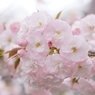PinkCherry