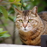 上野公園の猫Ⅱ