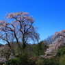 お城坂枝垂れ桜