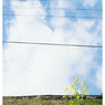 君と青空と菜の花と。