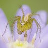 MONSTER：Lynx Spider