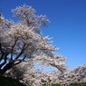 太平川堤の桜６