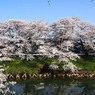 太平川堤の桜７