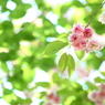 優しい木の下で（Ⅱ）