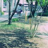 公園の風景～犬の散歩～