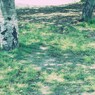 公園の風景～木陰～
