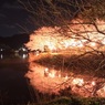 夜桜