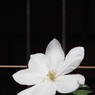 彩り