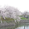 桜 函館五稜郭公園 2012年5月8日