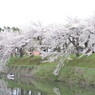 桜 函館五稜郭公園 2012年5月8日